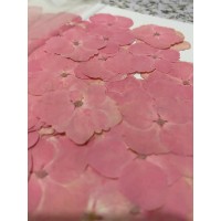 100 pieces Real Dried Pressed flowers Pink Hydrangea