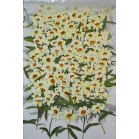 100 pieces White Zinnia with Stem Real Dried Pressed flowers
