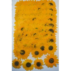 50 pieces Yellow Sunflowers Real Dried Pressed flowers