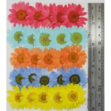 25 pcs Real Dried Pressed flowers Colorful Daisies