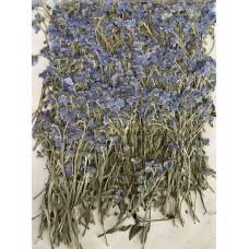 100 pcs Real Dried Pressed flowers Forget-Me-Nots