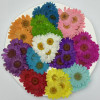 Dried Pressed Flowers Daisy