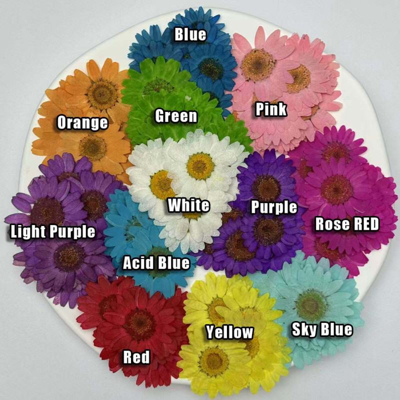 Dried Pressed Flowers Daisy