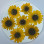 Dried Pressed Flowers Sunflower