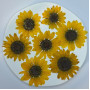 Dried Pressed Flowers Sunflower