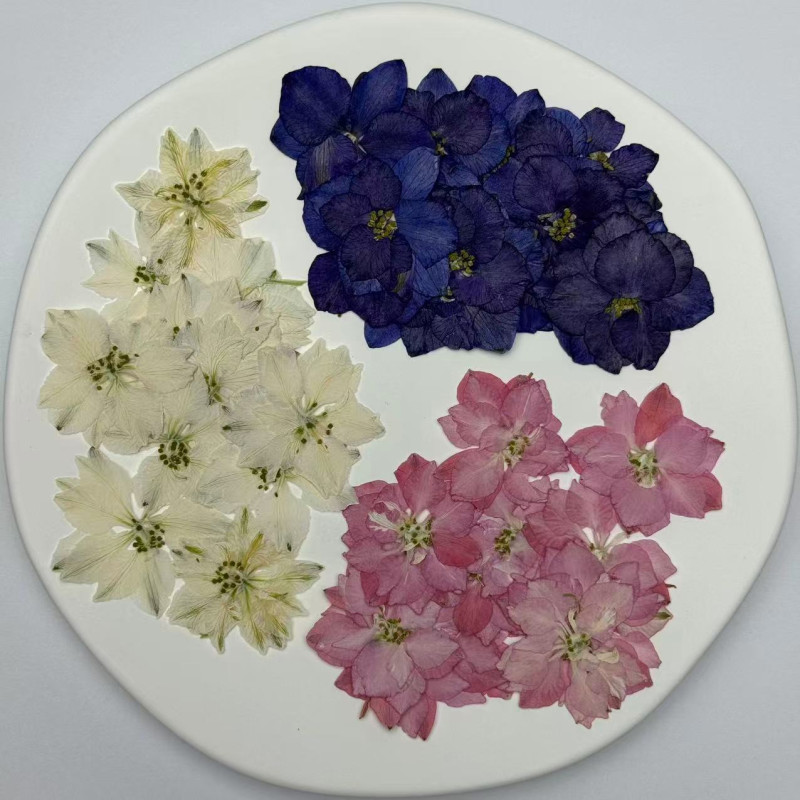 Dried Pressed Flowers Larkspur