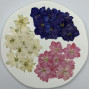 Dried Pressed Flowers Larkspur