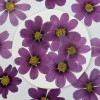 Dried Pressed Flowers Purple Cosmos