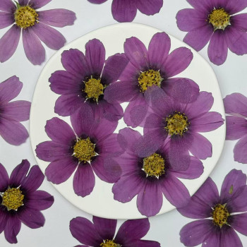 Dried Pressed Flowers Purple Cosmos