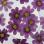 Dried Pressed Flowers Purple Cosmos