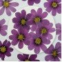 Dried Pressed Flowers Purple Cosmos