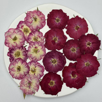 Dried Pressed Flowers Mini Rose