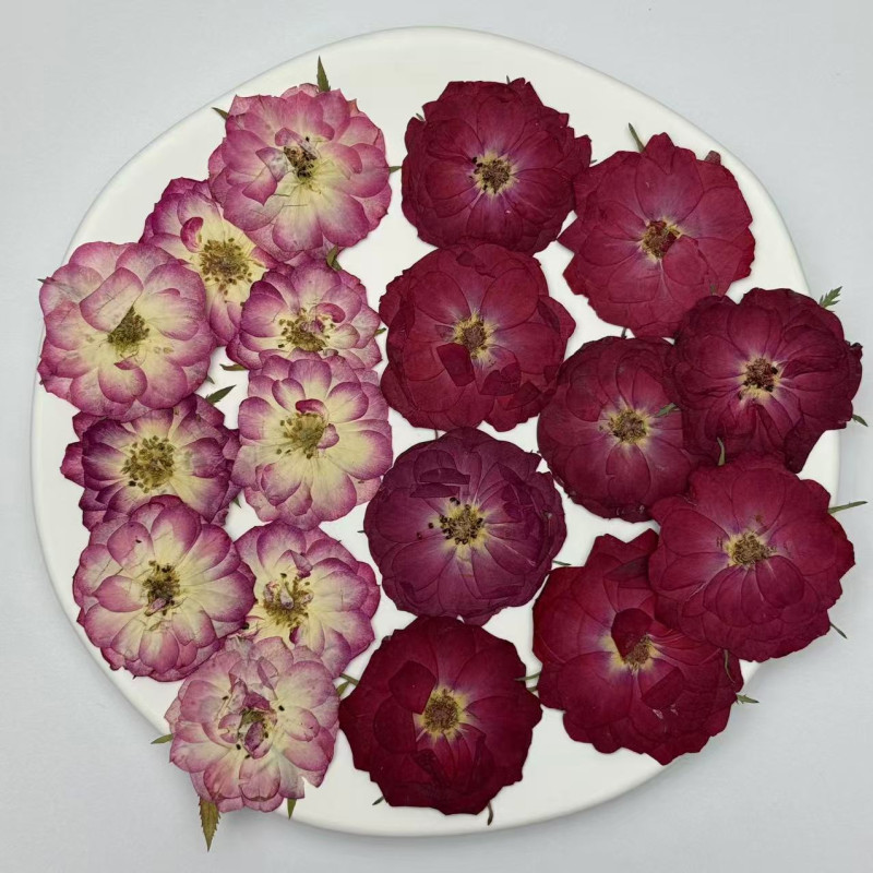 Dried Pressed Flowers Mini Rose