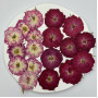 Dried Pressed Flowers Mini Rose