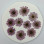 Dried Pressed Flowers Light Purple Margaret