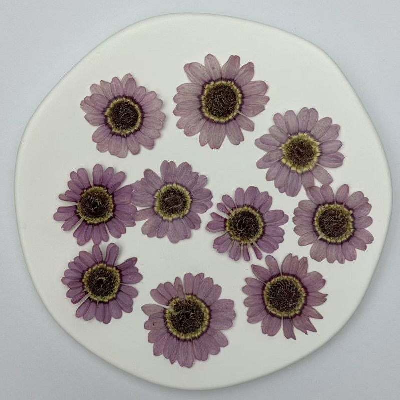 Dried Pressed Flowers Light Purple Margaret