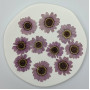 Dried Pressed Flowers Light Purple Margaret
