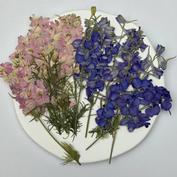 Dried Pressed Flowers Larkspur with Stem