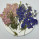 Larkspur with Stem