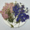 Dried Pressed Flowers Larkspur with Stem