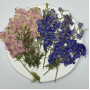 Dried Pressed Flowers Larkspur with Stem