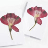 Dried Pressed Flowers Alstroemeria - 1 piece/pack