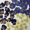 Dried Pressed Flowers Viola Tricolor