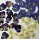 Viola Tricolor