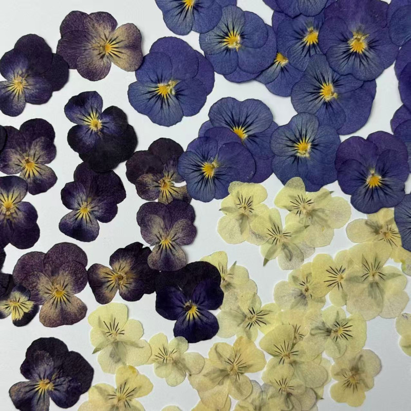 Dried Pressed Flowers Viola Tricolor