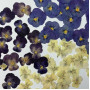 Dried Pressed Flowers Viola Tricolor