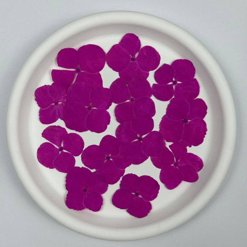 Dried Pressed Flowers Hydrangea