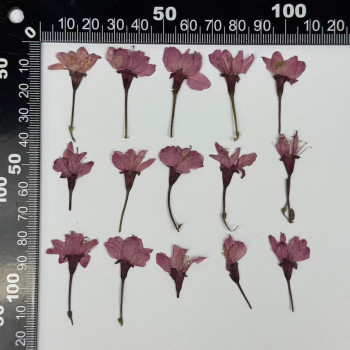 Dried Pressed Flowers Light Purple Sakura