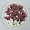 Dried Pressed Flowers Light Purple Sakura
