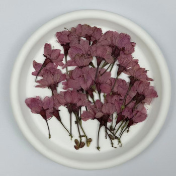 Dried Pressed Flowers Light Purple Sakura