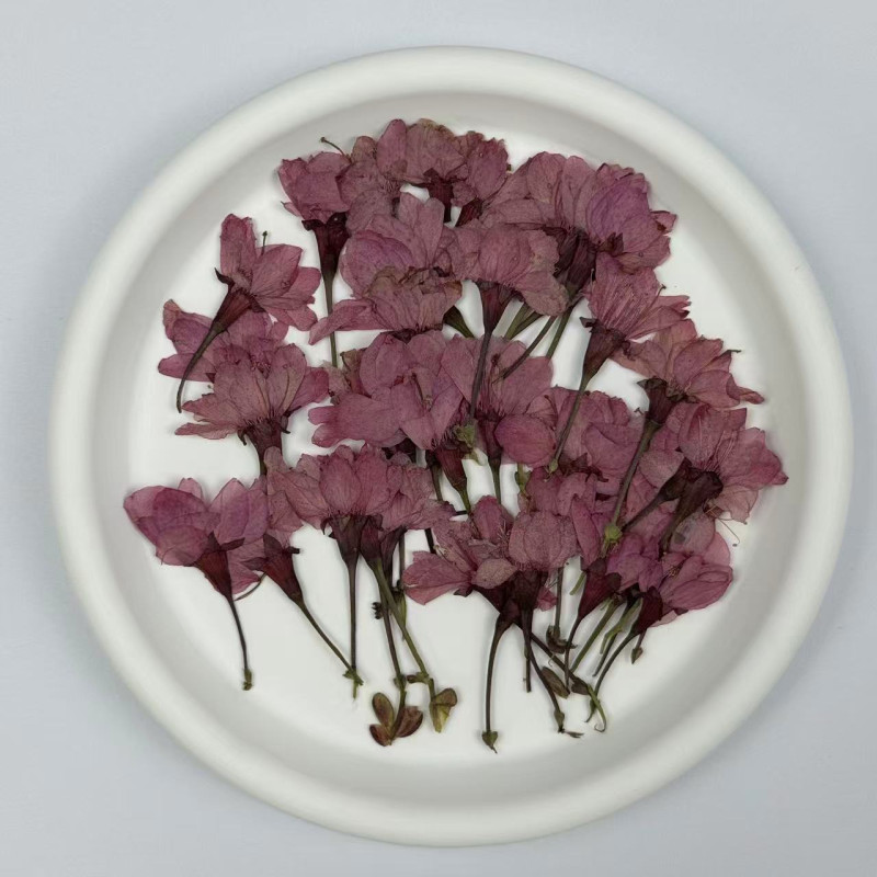 Dried Pressed Flowers Light Purple Sakura