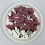 Dried Pressed Flowers Light Purple Sakura