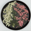 Dried Pressed Flowers Pink and White Queen Anne's Lace with Stem