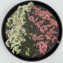 Dried Pressed Flowers Pink and White Queen Anne's Lace with Stem
