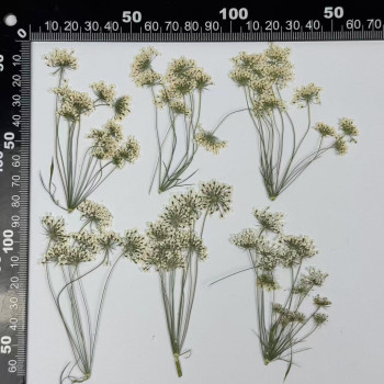 Dried Pressed Flowers Pink and White Queen Anne's Lace with Stem