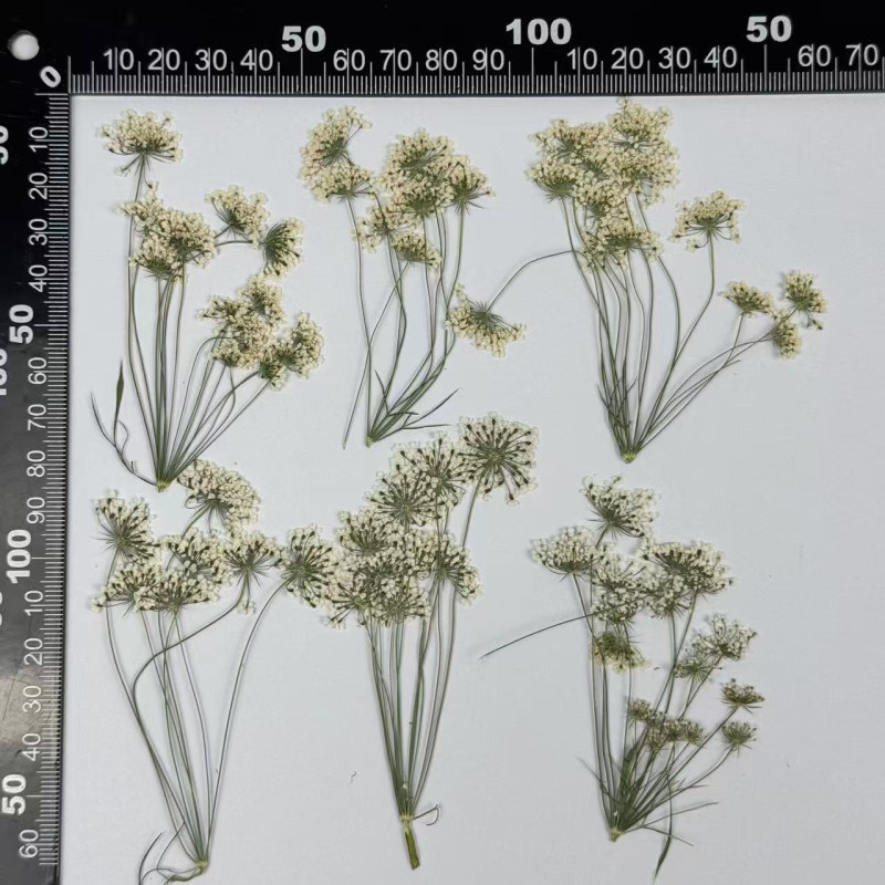 Dried Pressed Flowers Pink and White Queen Anne's Lace with Stem