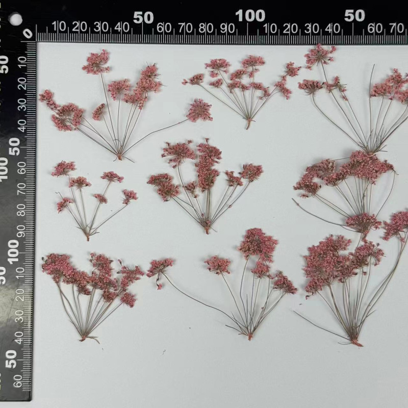 Dried Pressed Flowers Pink and White Queen Anne's Lace with Stem
