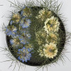 Dried Pressed Flowers Nigella Damascena