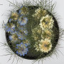Dried Pressed Flowers Nigella Damascena