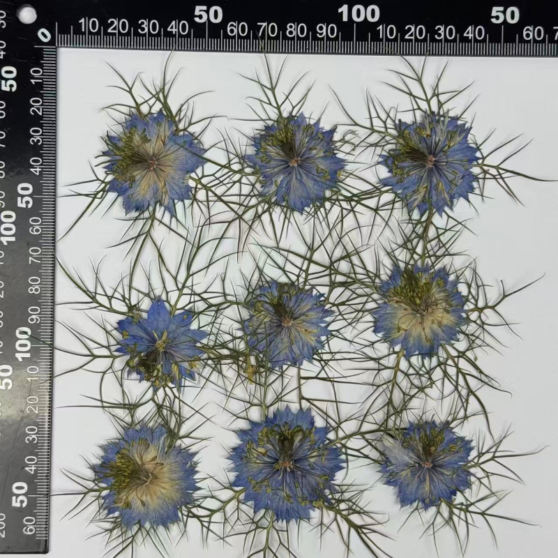 Dried Pressed Flowers Nigella Damascena