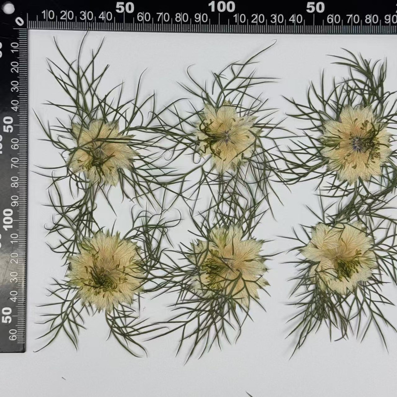 Dried Pressed Flowers Nigella Damascena
