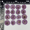 Dried Pressed Flowers Mini Lilac Chrysanthemun