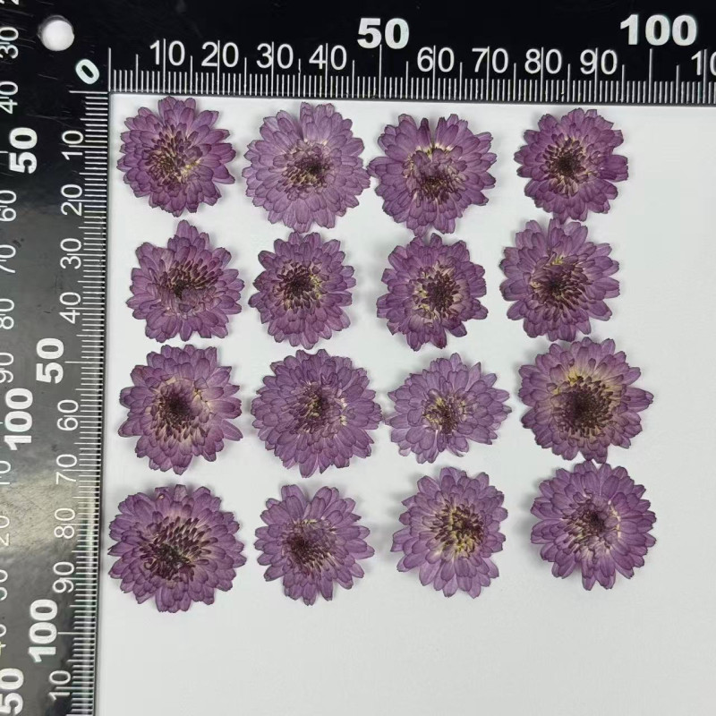 Dried Pressed Flowers Mini Lilac Chrysanthemun