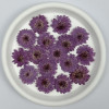 Dried Pressed Flowers Mini Lilac Chrysanthemun