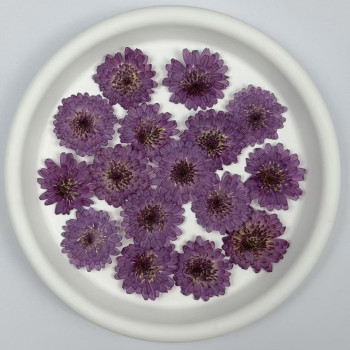 Dried Pressed Flowers Mini Lilac Chrysanthemun