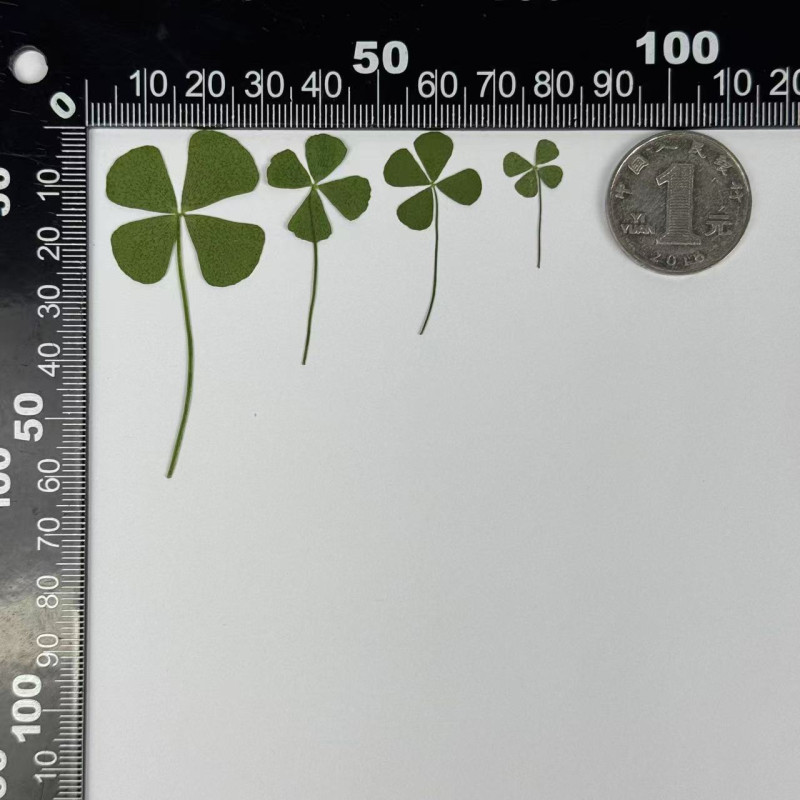 Dried Pressed Flowers Four Leaf Clover
